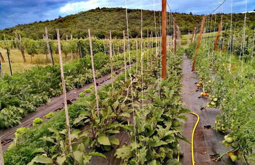 Agriturismo Ostrouska - Photo 26