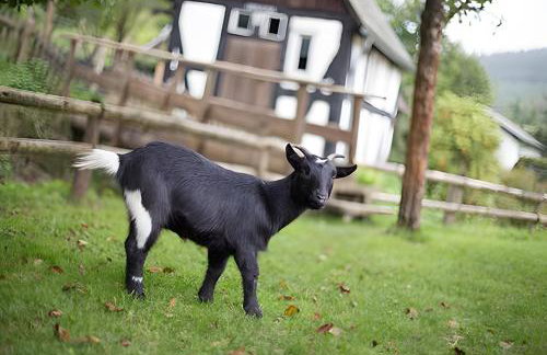 Bio Ferienbauernhof Voß - Foto 51