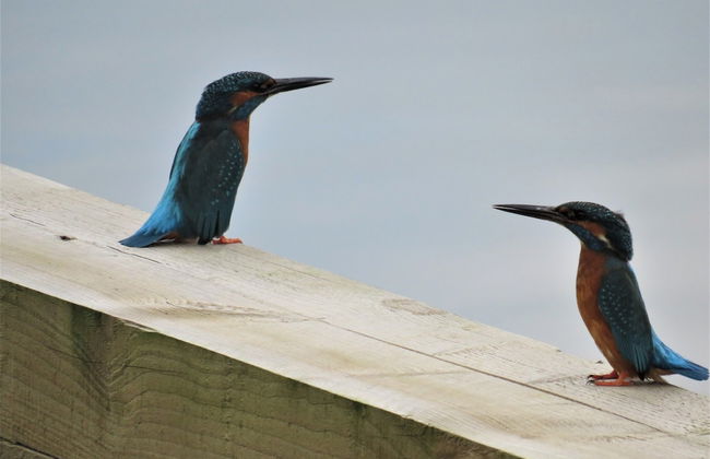 Riverside 2-bed Cottage, Sleeps 3 With Parking - Foto 10