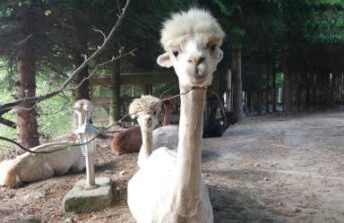 Alpakowy raj - Foto 73