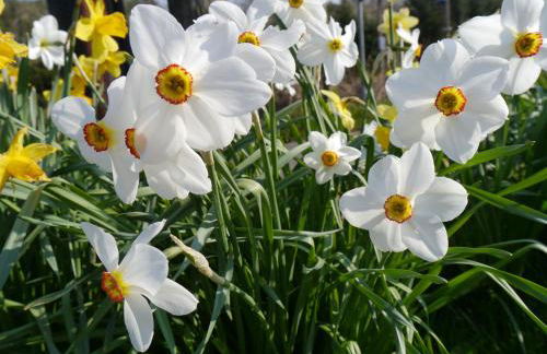 Springfield - Foto 20