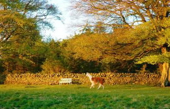 The Coach House at Durhamhill with llamas & games room mini cinema - Foto 41