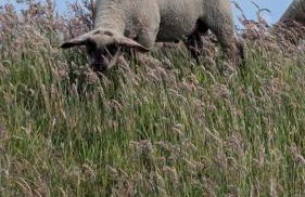 Ferienwohnung Am Deich, 86004 - Foto 8