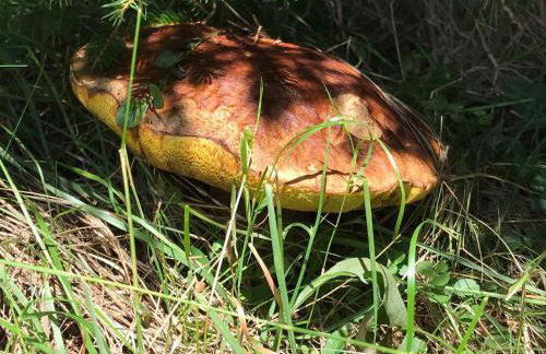 Ferienwohnungen Am Elfenstein - Foto 38