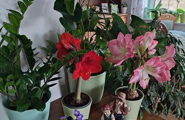 Zielona Przystań - Foto 28