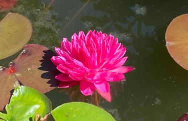 Pension mit Moselblick - Foto 16