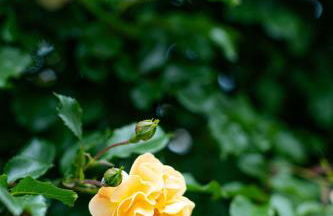 Villa Emeraude - Foto 53