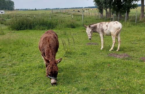 Großes Meer - Foto 15