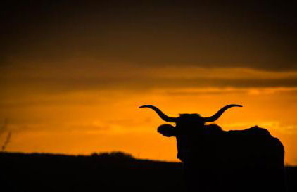 Masia Manonelles - Foto 47