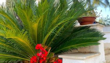 Serè Apartments & Garden - Foto 3, Garden