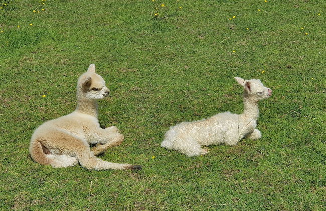 Dartmoor Reach Alpaca Farm - Foto 54
