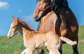 Chatka Milkowska - Foto 33