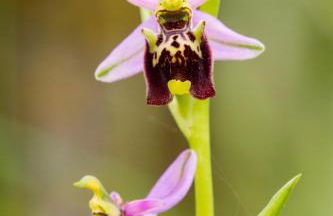 Casale Coccinella - Foto 23