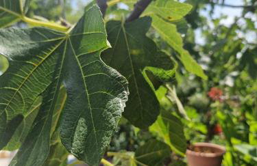 Apartments Rora - Foto 37