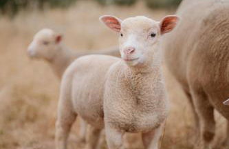 Monte da Boavista de Cima - Casa de Campo - Foto 9