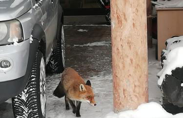 Tana delle Marmotte - Foto 27