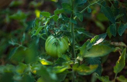 Apartments Villa Kras Krk - Photo 24