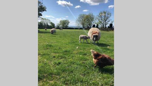 Phil's Cottage Sleeps 2 one dog by prior permission - Foto 5