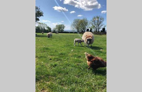 Phil's Cottage Sleeps 2 one dog by prior permission - Photo 5