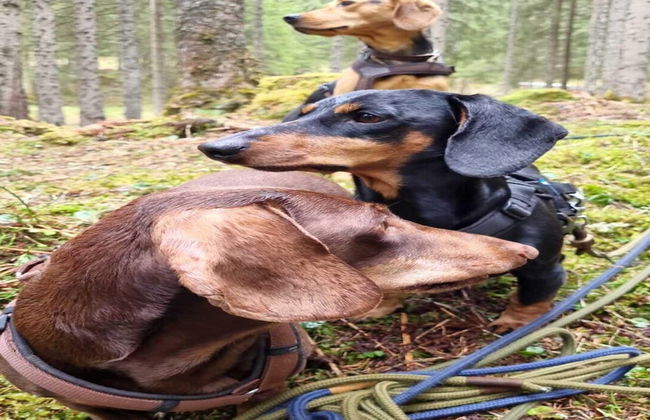 Vacation Home in Flachau - Foto 35