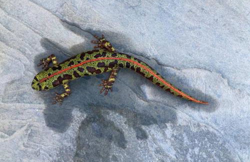 Monte das Sesmarias - Foto 21