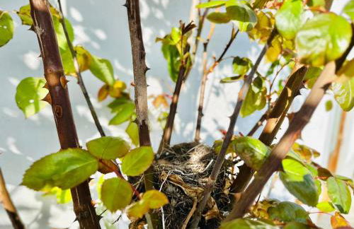 Piccola Luna - Foto 24