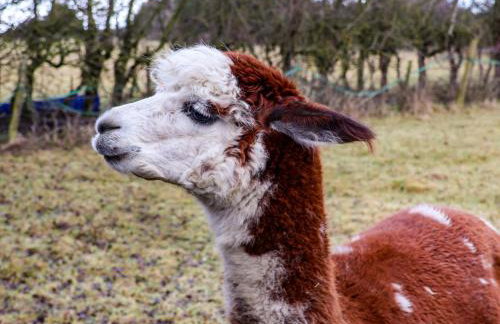 The Homestead - Foto 28