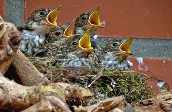 Ferienhaus an der Grenze zu Hamburg Zentrale Lage - Foto 60