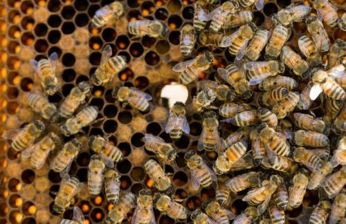 Antico Casale dei Sogni agriturismo - Foto 97