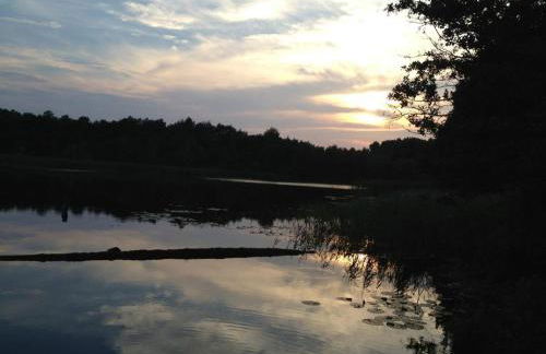 Nachtigall - Foto 31