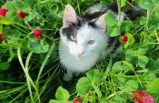 Osada Miłojeż - całoroczne Domy Premium w Borach Tucholskich, Jacuzzi pod gwiazdami - Foto 63