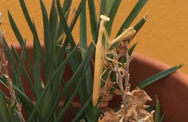 Abetarda CC - Foto 57