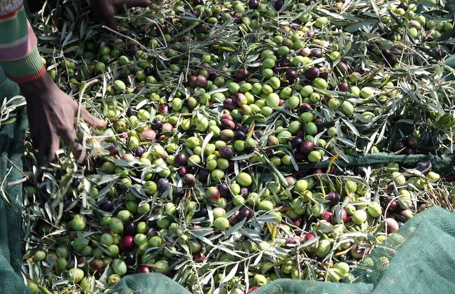 Fontes Episcopi - Foto 55