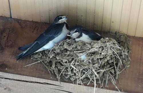 Apartment PARENZANA, little row HOUSE with big green yard in central Istria - Foto 49