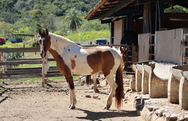 Fazenda Santa Amalia - Foto 55