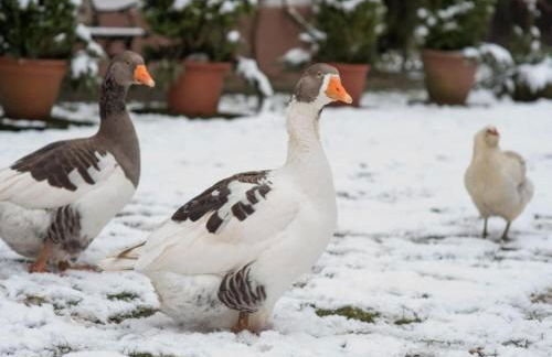 Apartment in a Wooded Area on Lake Faak - Foto 61