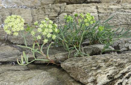 Spacious Villa close to an amazing Sithonia beach - Foto 78