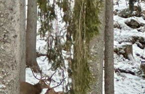 AlpenOase Schliersee - große Suite mit Sauna oder gemütliche Studio Appartements - Foto 28