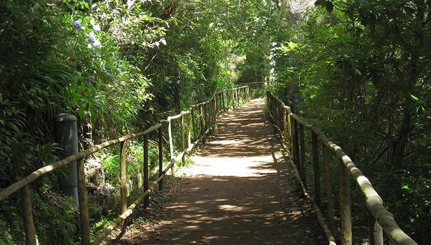 Caminata a Levada do Caldeirão Verde desde Funchal - Foto 4, Camino del bosque