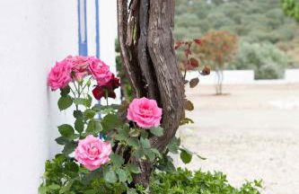 Herdade das Pintas - Foto 23