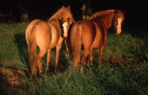 Ferienwohnungen Kanuhof - Foto 21