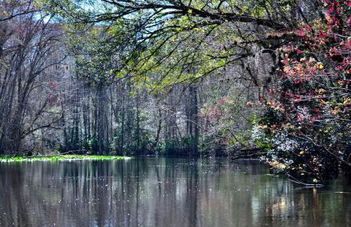 Unique Glamping Rental with Amazing Hiking Trails near Gainesville, Florida - Foto 8