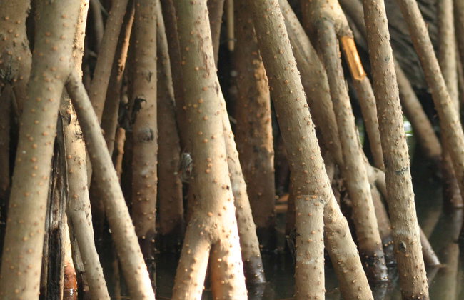 Paseo en barco privado por los Pantanos de Centla - Foto 1