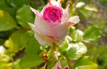 R&R Mielno Domki Letniskowe - Foto 40