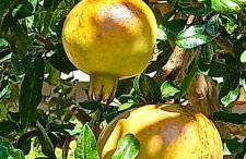 The Cottage in Eva - Foto 9