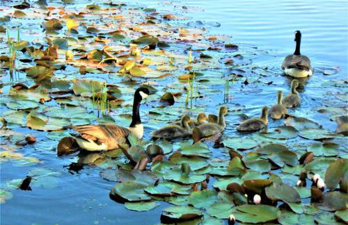 Lakeland Lodge with private Hot Tub and fishing - Foto 15