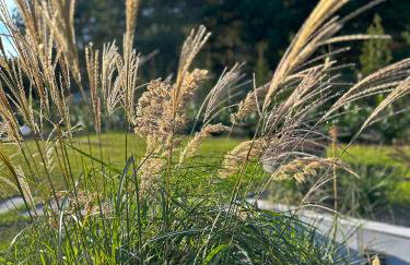Szumiące Trawy w Borach Tucholskich-Nowa Sauna - Foto 56