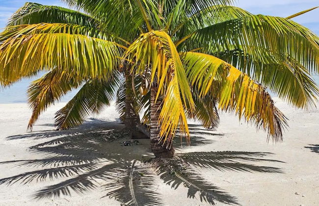 Aitutaki Escape - Foto 41