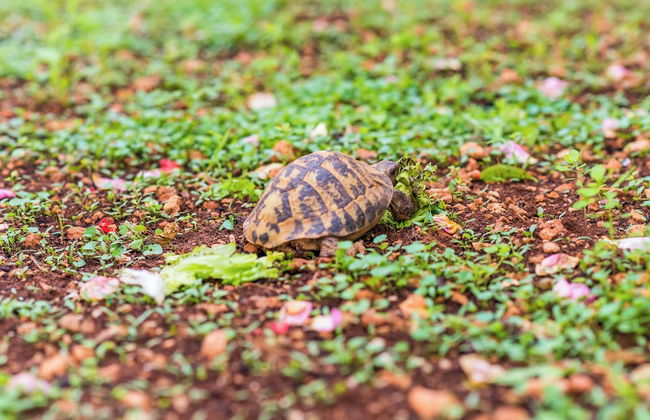 Miracle Apartments - Foto 60