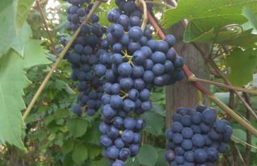 Gästehaus am Main - Foto 31